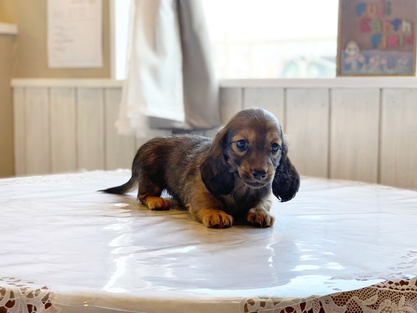 ミニチュアダックスフンド ララ & 竹千代の子犬 レッド or イエロー カラー考察中 男の子（3）