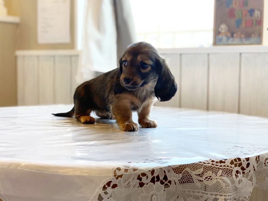 ミニチュアダックスフンド ララ & 竹千代の子犬 レッド or イエロー カラー考察中 男の子（3）