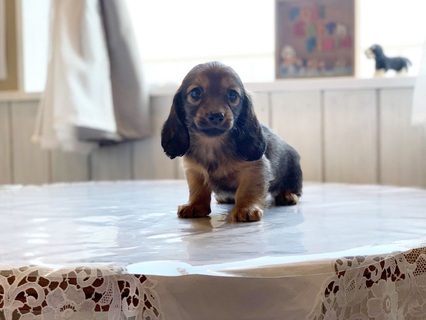 ミニチュアダックスフンド ララ & 竹千代の子犬 レッド or イエロー カラー考察中 男の子（3）