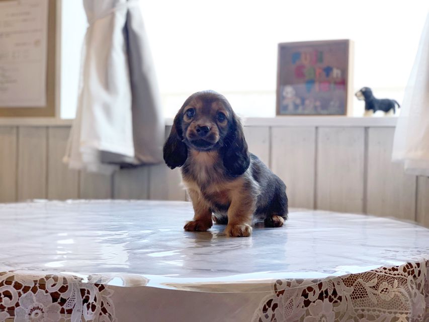 ミニチュアダックスフンド ララ & 竹千代の子犬 レッド or イエロー カラー考察中 男の子（3）