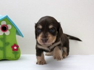 カニンヘーンダックスフンド 子犬 チョコクリーム男の子