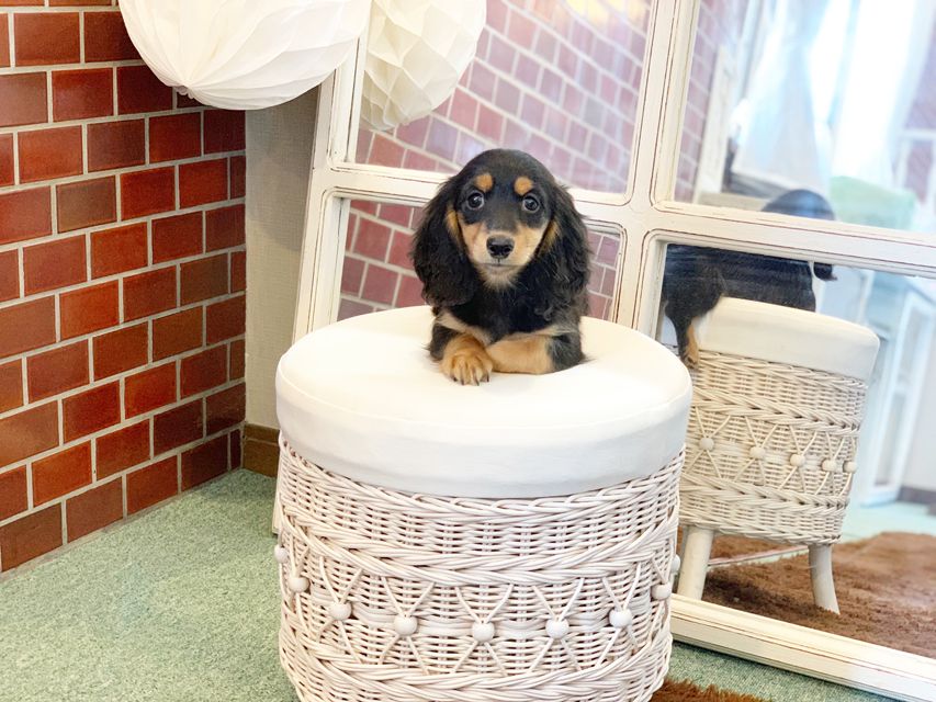 カニンヘンダックス ナンシーcs & ナイトの子犬 ブラックタン 男の子（1）