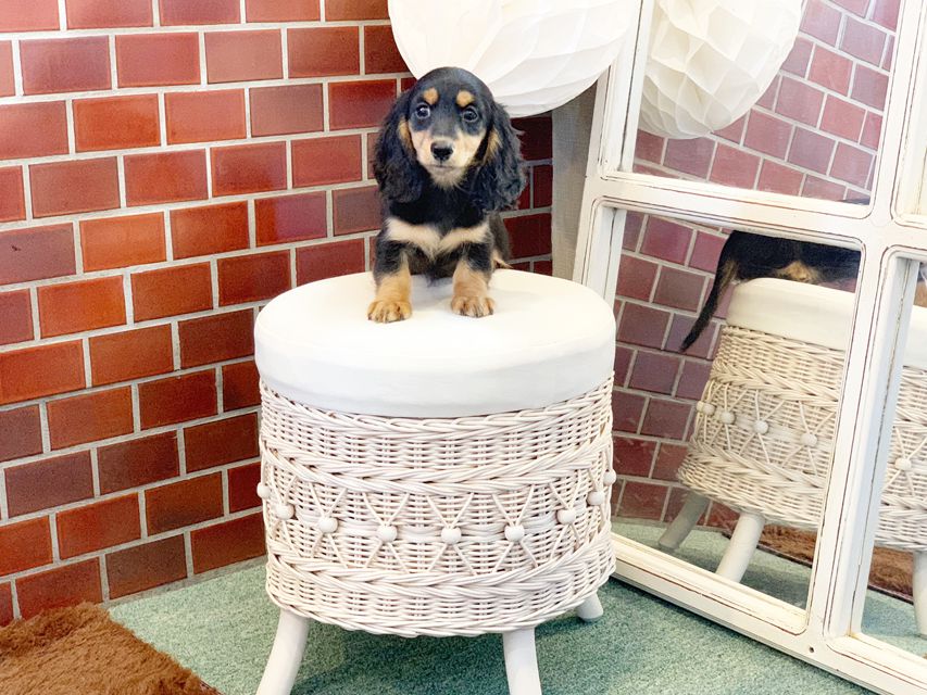 カニンヘンダックス ナンシーcs & ナイトの子犬 ブラックタン 男の子（1）