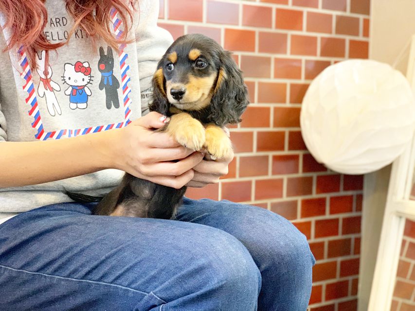 カニンヘンダックス ナンシーcs & ナイトの子犬 ブラックタン 男の子（1）