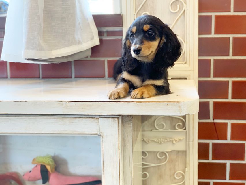 カニンヘンダックス ナンシーcs & ナイトの子犬 ブラックタン 男の子（1）