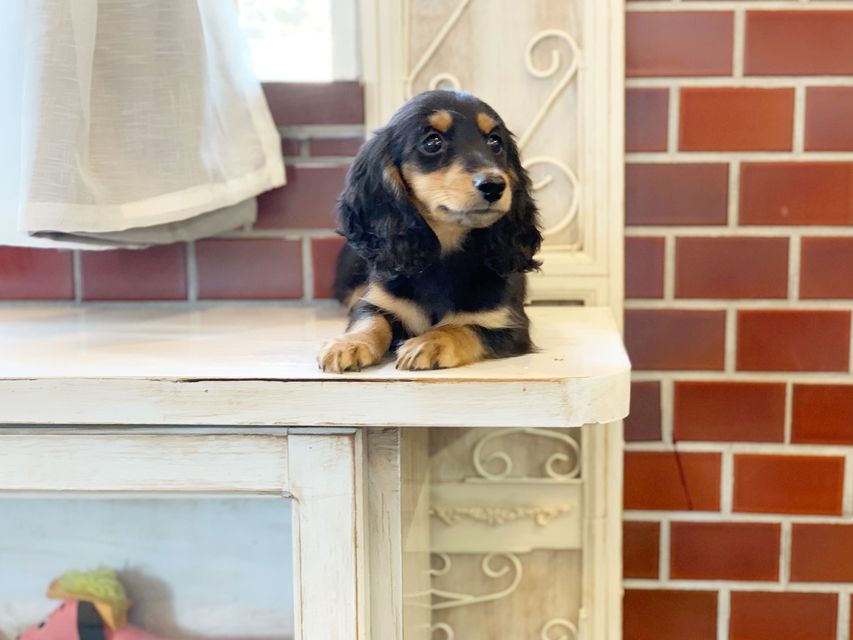 カニンヘンダックス ナンシーcs & ナイトの子犬 ブラックタン 男の子（1）