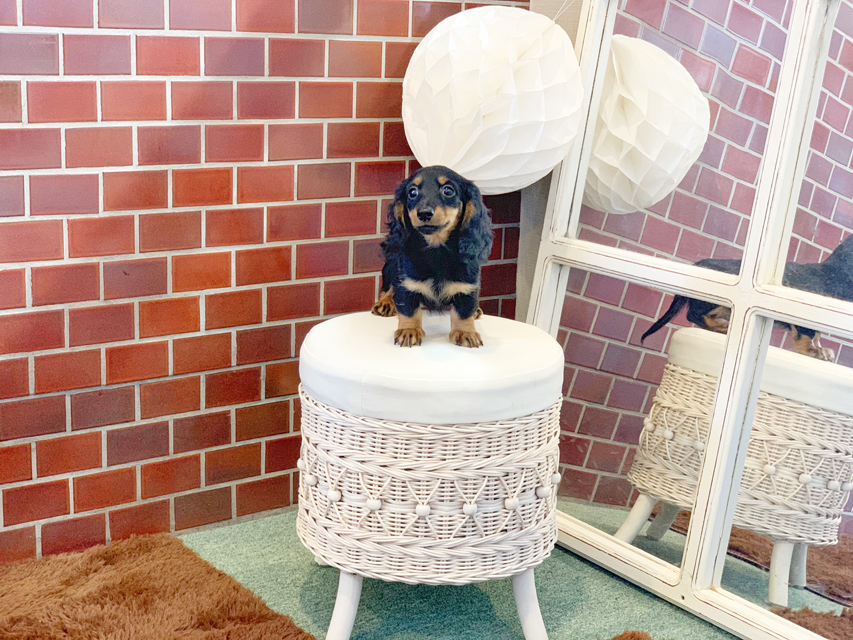 カニンヘンダックス ナンシーcs & ナイトの子犬 ブラックタン 男の子（2）