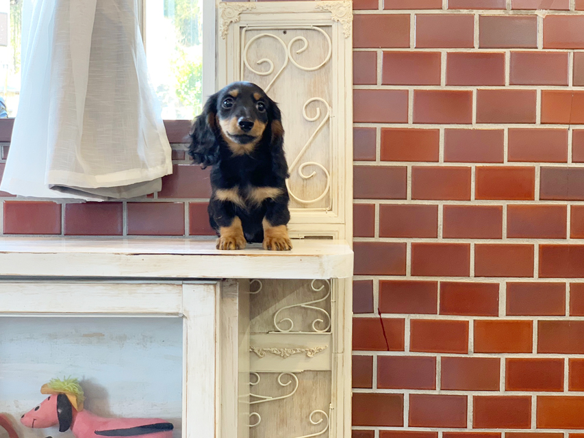 カニンヘンダックス ナンシーcs & ナイトの子犬 ブラックタン 男の子（2）