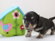 カニンヘーン ダックスフンド 子犬 ブラッククリーム男の子