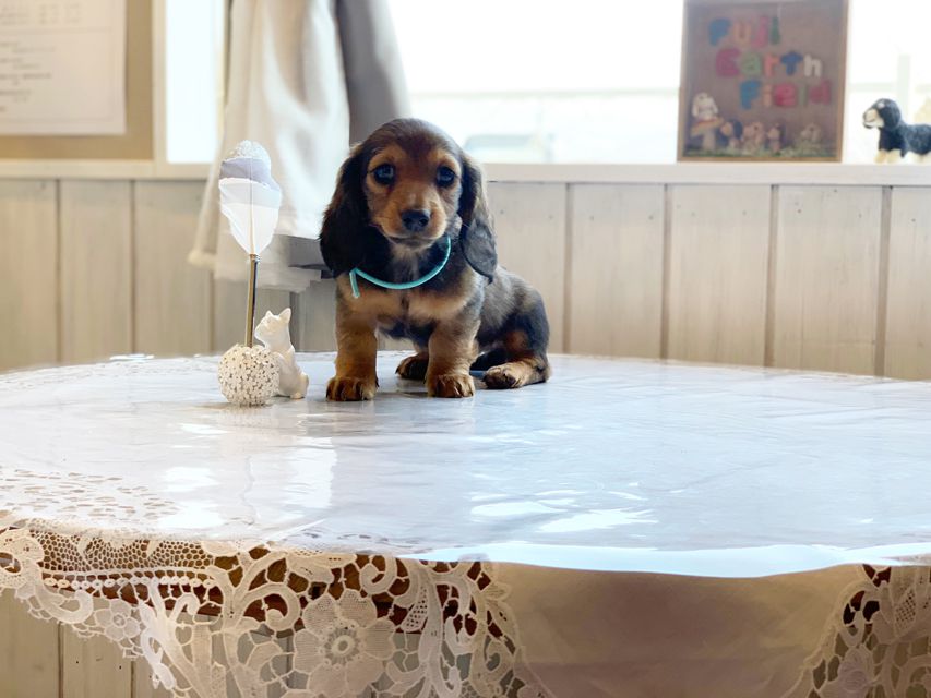 ミニチュアダックスフンド ルチア & ジムの子犬 レッド 男の子