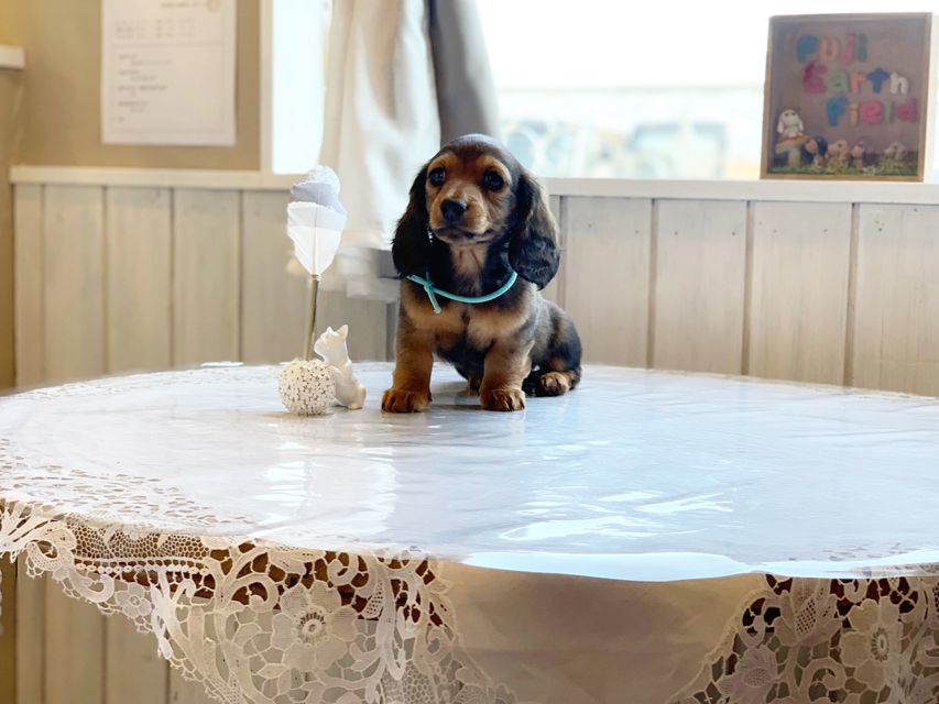 ミニチュアダックスフンド ルチア & ジムの子犬 レッド 男の子