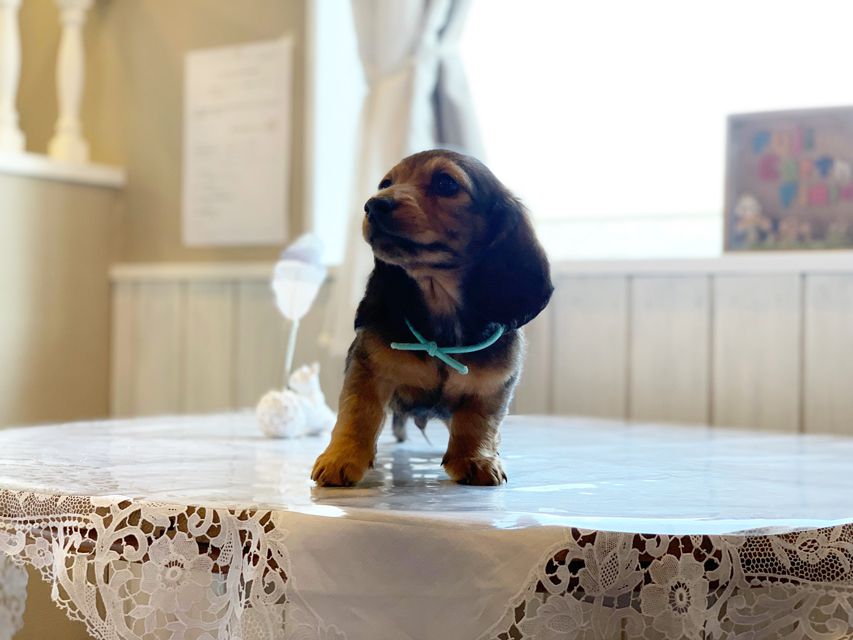 ミニチュアダックスフンド ルチア & ジムの子犬 レッド 男の子