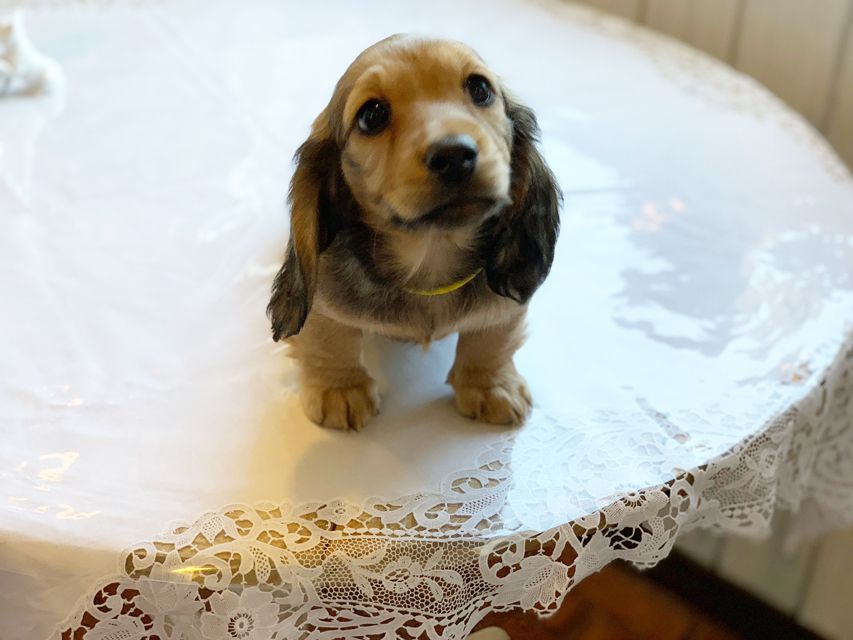 ミニチュアダックスフンド ルチア & ジムの子犬 イエロー（クリーム） 男の子