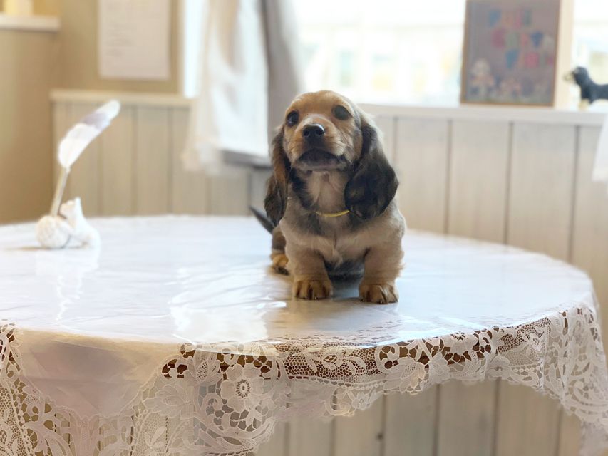 ミニチュアダックスフンド ルチア & ジムの子犬 イエロー（クリーム） 男の子