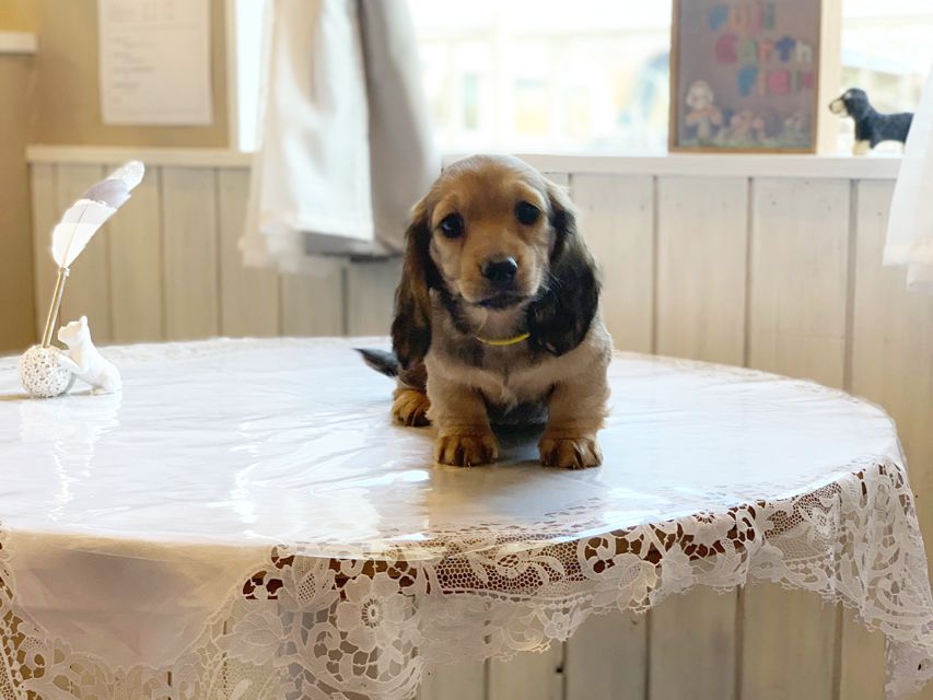 ミニチュアダックスフンド ルチア & ジムの子犬 イエロー（クリーム） 男の子