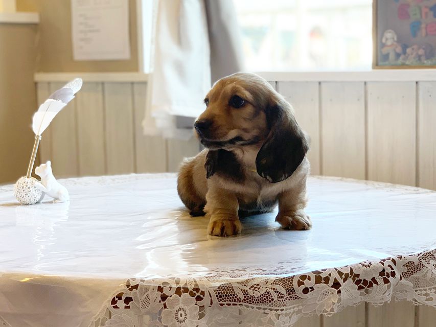 ミニチュアダックスフンド ルチア & ジムの子犬 イエロー（クリーム） 男の子