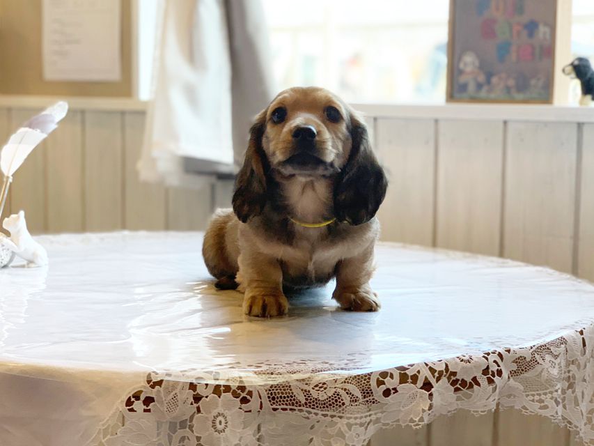 ミニチュアダックスフンド ルチア & ジムの子犬 イエロー（クリーム） 男の子