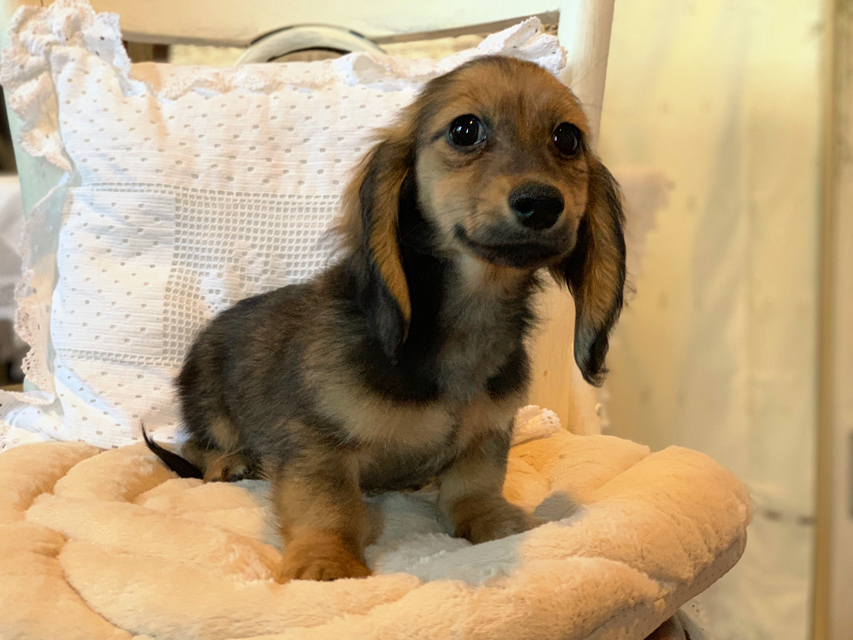 カニンヘンダックスフンド ひなプリ & ナイトの子犬 イエロー（クリーム） 男の子（1）