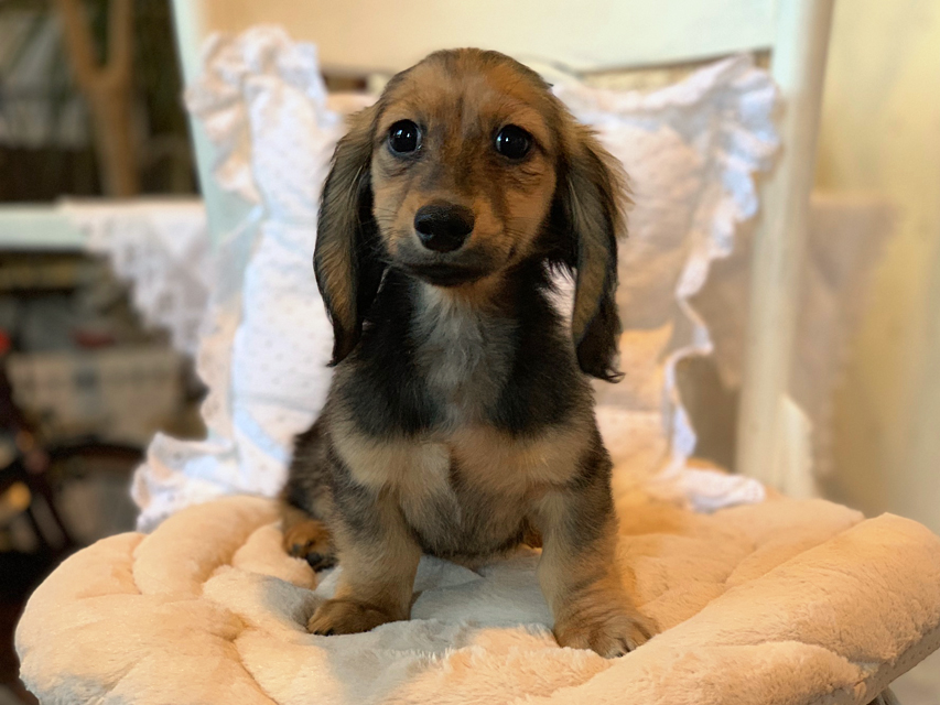 カニンヘンダックスフンド ひなプリ & ナイトの子犬 イエロー（クリーム） 男の子（1）