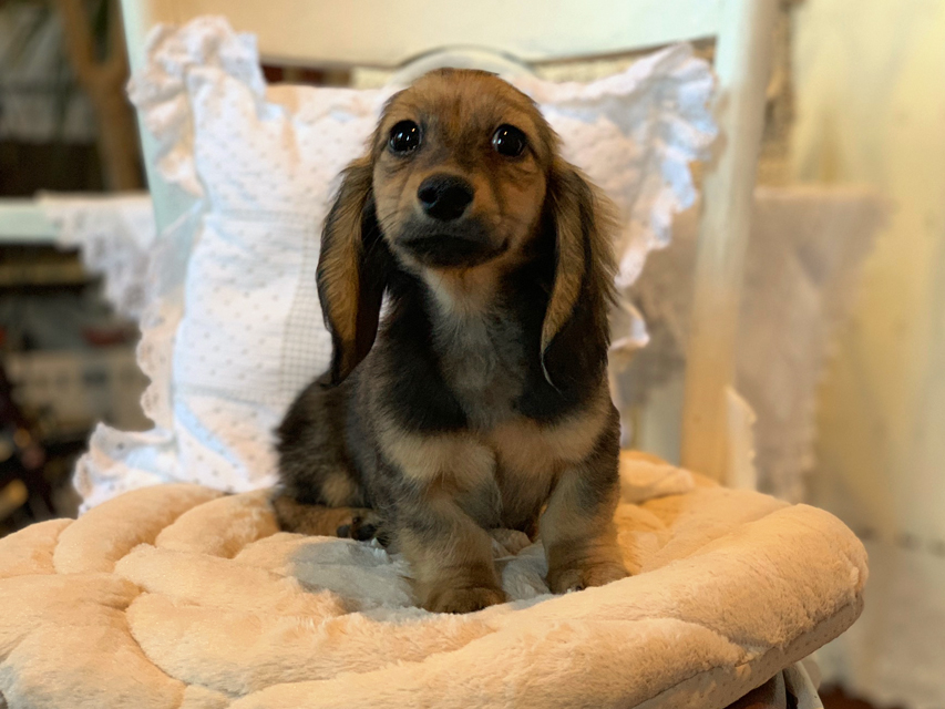 カニンヘンダックスフンド ひなプリ & ナイトの子犬 イエロー（クリーム） 男の子（1）