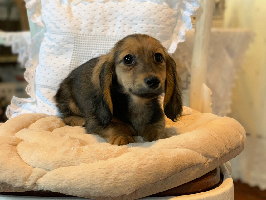 カニンヘンダックスフンド ひなプリ & ナイトの子犬 イエロー（クリーム） 男の子（1）