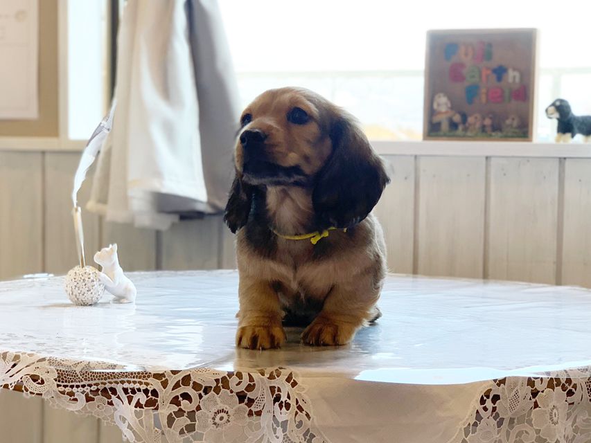 ミニチュアダックスフンド ルチア & ジムの子犬 イエロー（クリーム） 男の子