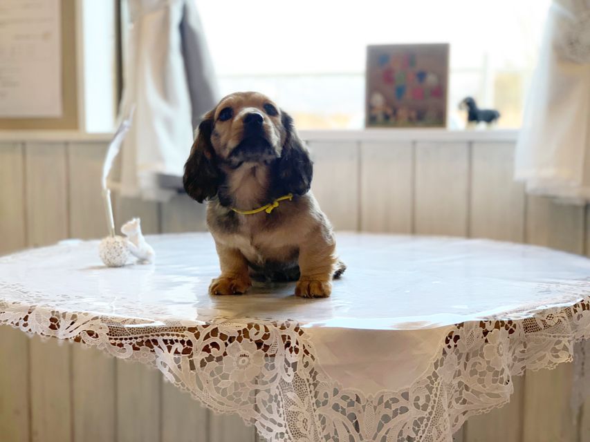 ミニチュアダックスフンド ルチア & ジムの子犬 イエロー（クリーム） 男の子