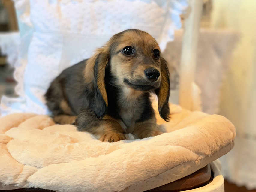 カニンヘンダックスフンド ひなプリ & ナイトの子犬 イエロー（クリーム） 男の子（1）