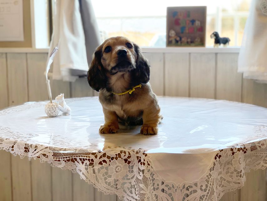 ミニチュアダックスフンド ルチア & ジムの子犬 イエロー（クリーム） 男の子