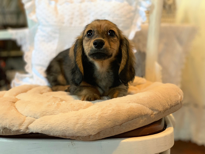 カニンヘンダックスフンド ひなプリ & ナイトの子犬 イエロー（クリーム） 男の子（1）