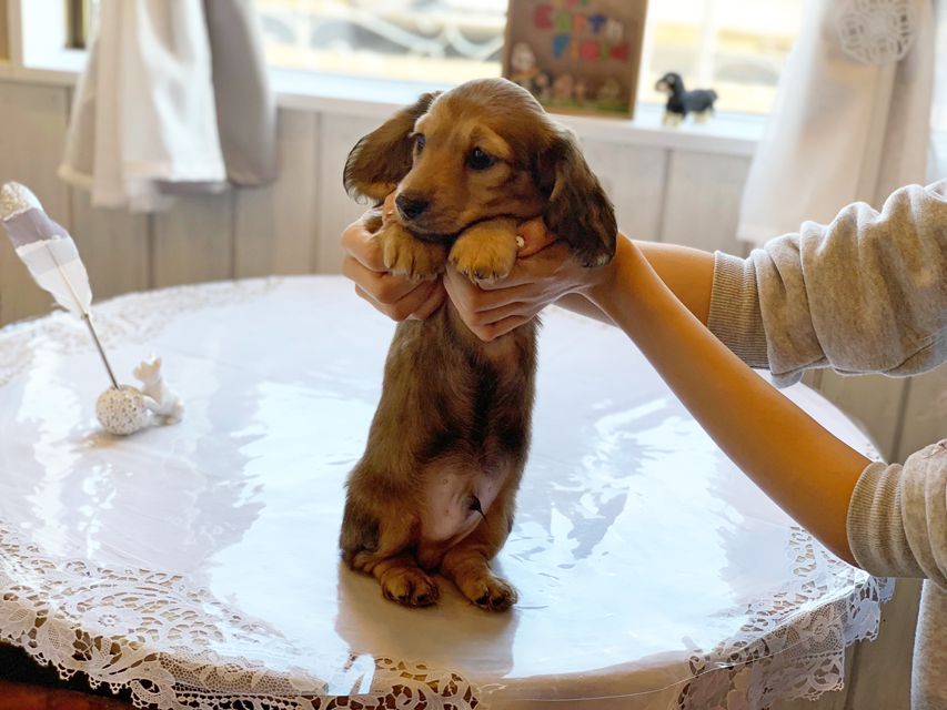 ミニチュアダックスフンド ルチア & ジムの子犬 イエロー（クリーム） 男の子