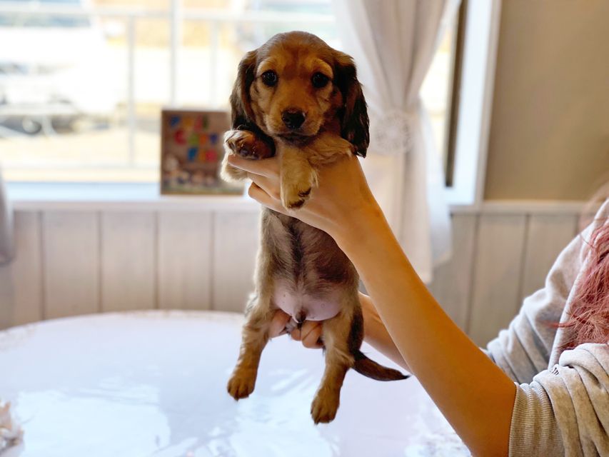 ミニチュアダックスフンド ルチア & ジムの子犬 イエロー（クリーム） 男の子