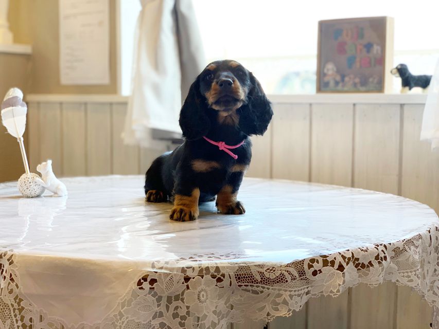 ミニチュアダックスフンド ルチア & ジムの子犬 ブラックタン 女の子