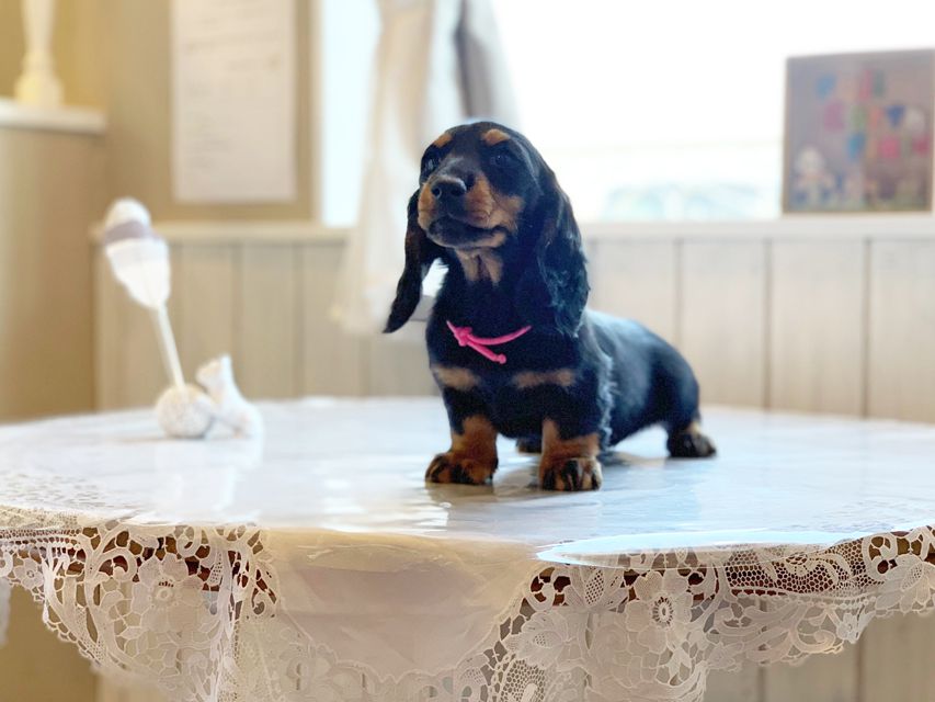 ミニチュアダックスフンド ルチア & ジムの子犬 ブラックタン 女の子