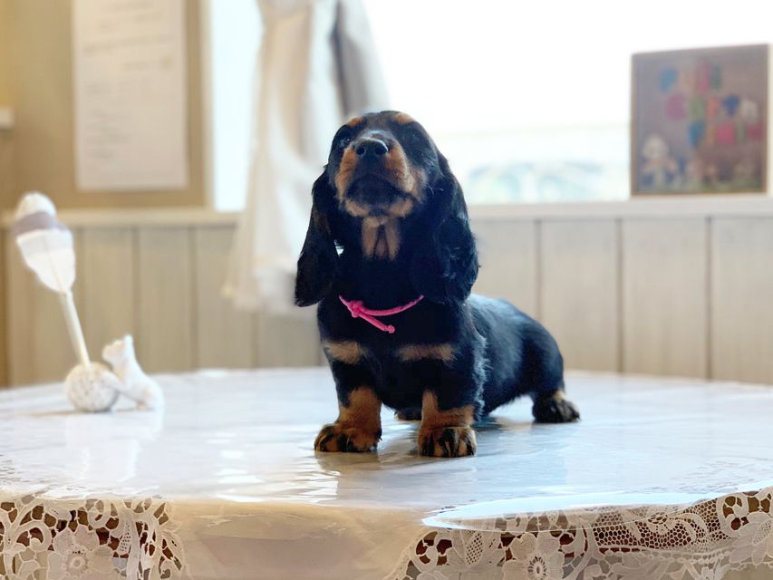 ミニチュアダックスフンド ルチア & ジムの子犬 ブラックタン 女の子