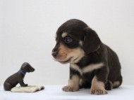 カニンヘーンダックスフンド 子犬 チョコクリーム男の子
