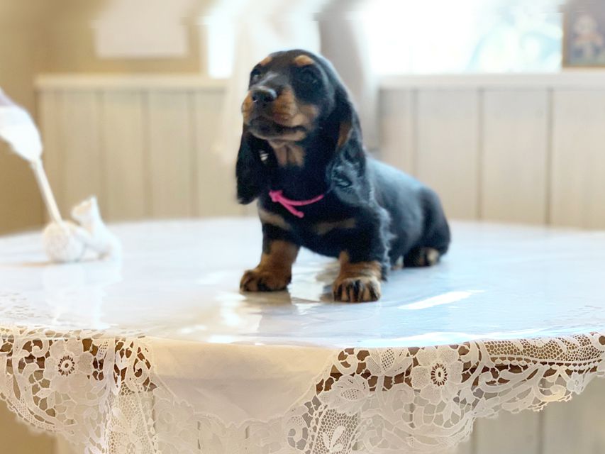 ミニチュアダックスフンド ルチア & ジムの子犬 ブラックタン 女の子