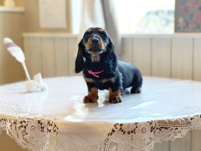 ミニチュアダックスフンド ルチア & ジムの子犬 ブラックタン 女の子