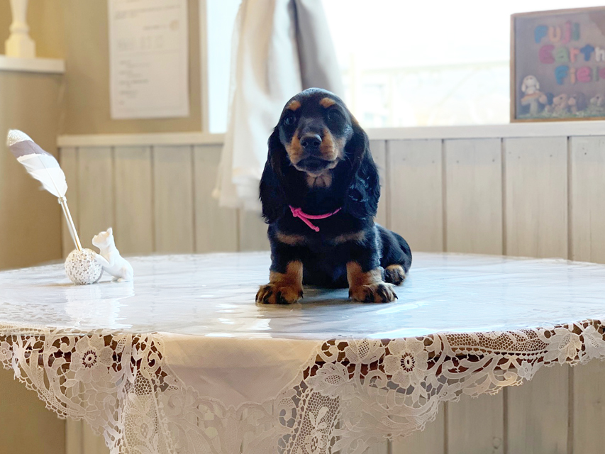 ミニチュアダックスフンド ルチア & ジムの子犬 ブラックタン 女の子