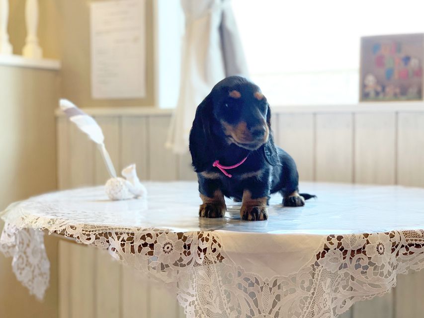 ミニチュアダックスフンド ルチア & ジムの子犬 ブラックタン 女の子