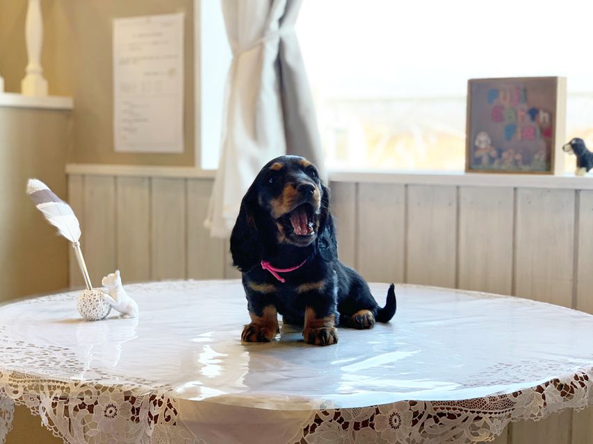 ミニチュアダックスフンド ルチア & ジムの子犬 ブラックタン 女の子