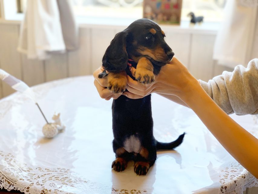 ミニチュアダックスフンド ルチア & ジムの子犬 ブラックタン 女の子