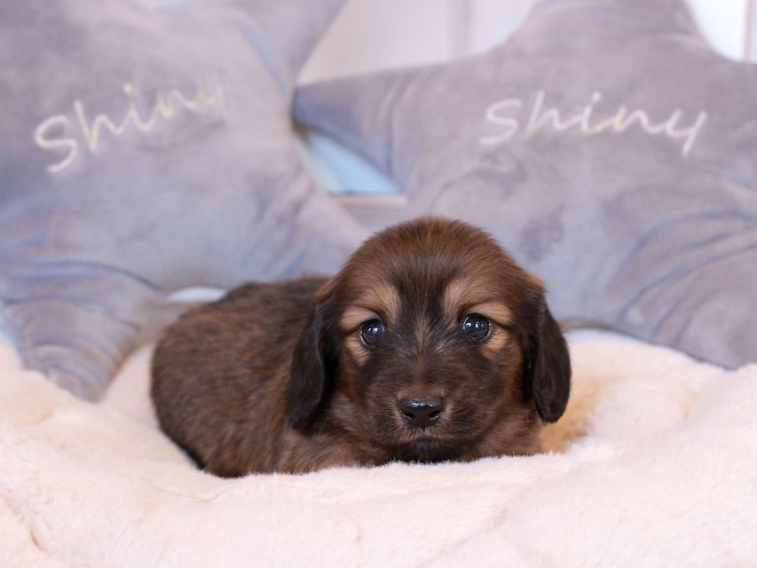 ミニチュア ダックスフンド メイプル & 竹千代CHの子犬 レッド 男の子