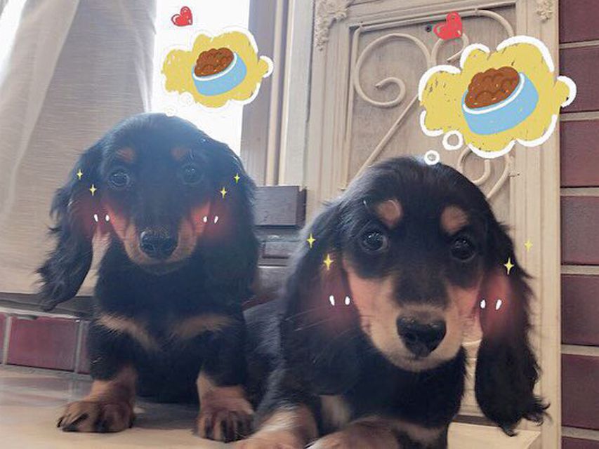 カニンヘンダックス ナンシーcs & ナイトの子犬 ブラックタン 男の子(1)(2)IMG_3341 カニンヘンダックス ナンシーcs & ナイトの子犬 ブラックタン 男の子(1)(2)