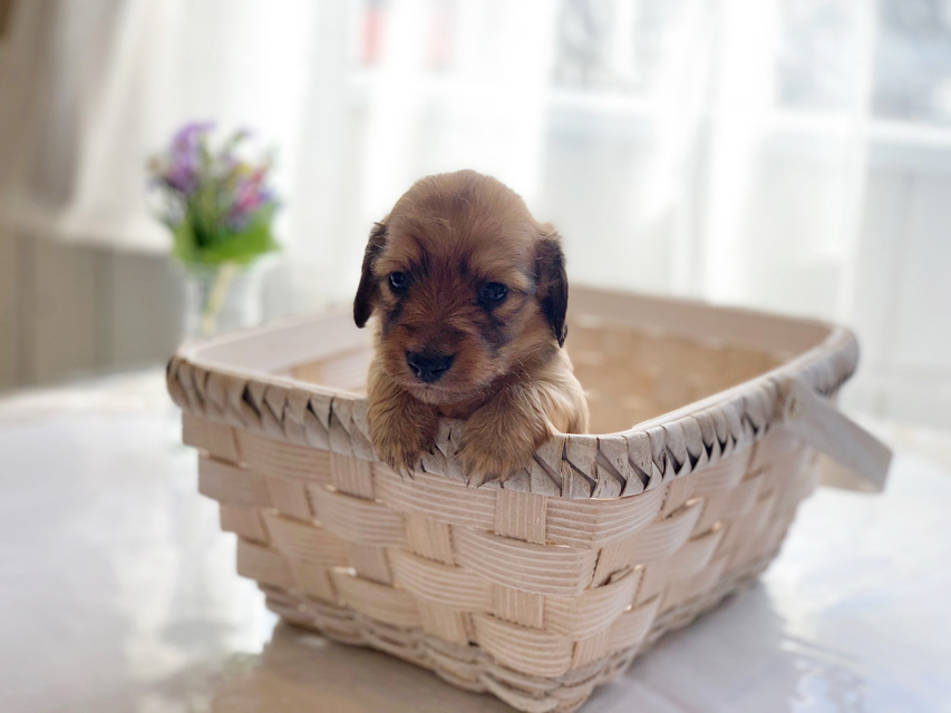 カニンヘンダックスフンド わかば & 竹千代の子犬 レッド 男の子（1）
