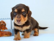 カニンヘン ダックスフンド 子犬 チョコ＆タン 男の子