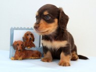 カニンヘン ダックスフンド 子犬 チョコ＆タン 男の子