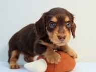 カニンヘン ダックスフンド 子犬 チョコ＆タン 男の子