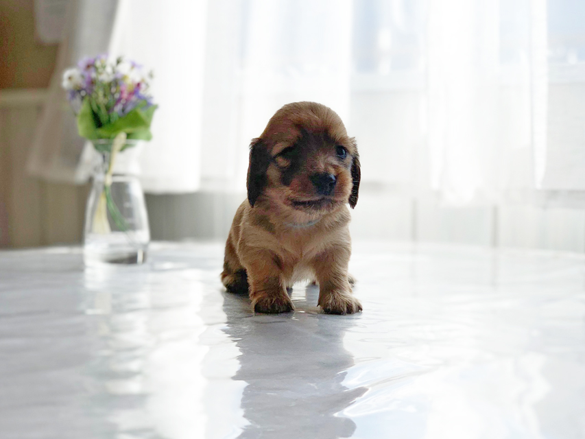 カニンヘンダックスフンド わかば & 竹千代の子犬 レッド 男の子（1）