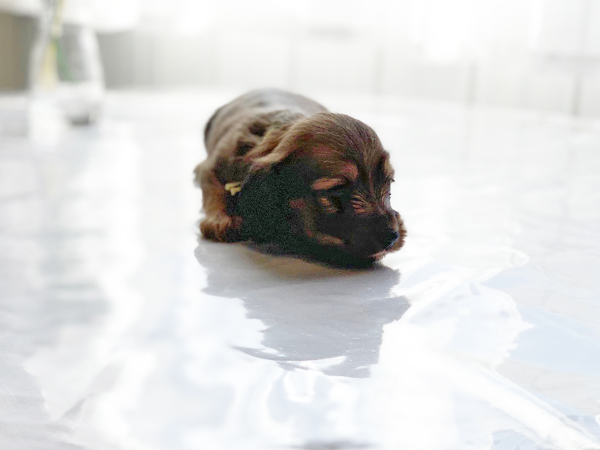 カニンヘンダックスフンド わかば & 竹千代の子犬 レッド 男の子(2)IMG_3410 カニンヘンダックスフンド わかば & 竹千代の子犬 レッド 男の子(2)